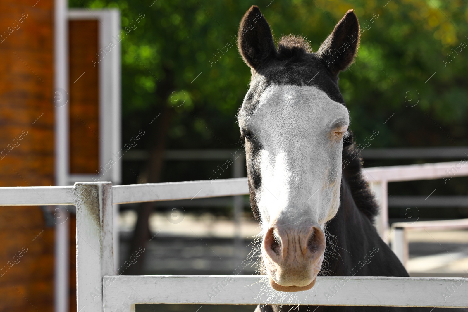 Photo of Splashed white horse at light fence outdoors