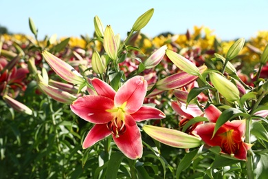 Beautiful bright pink lilies growing at flower field