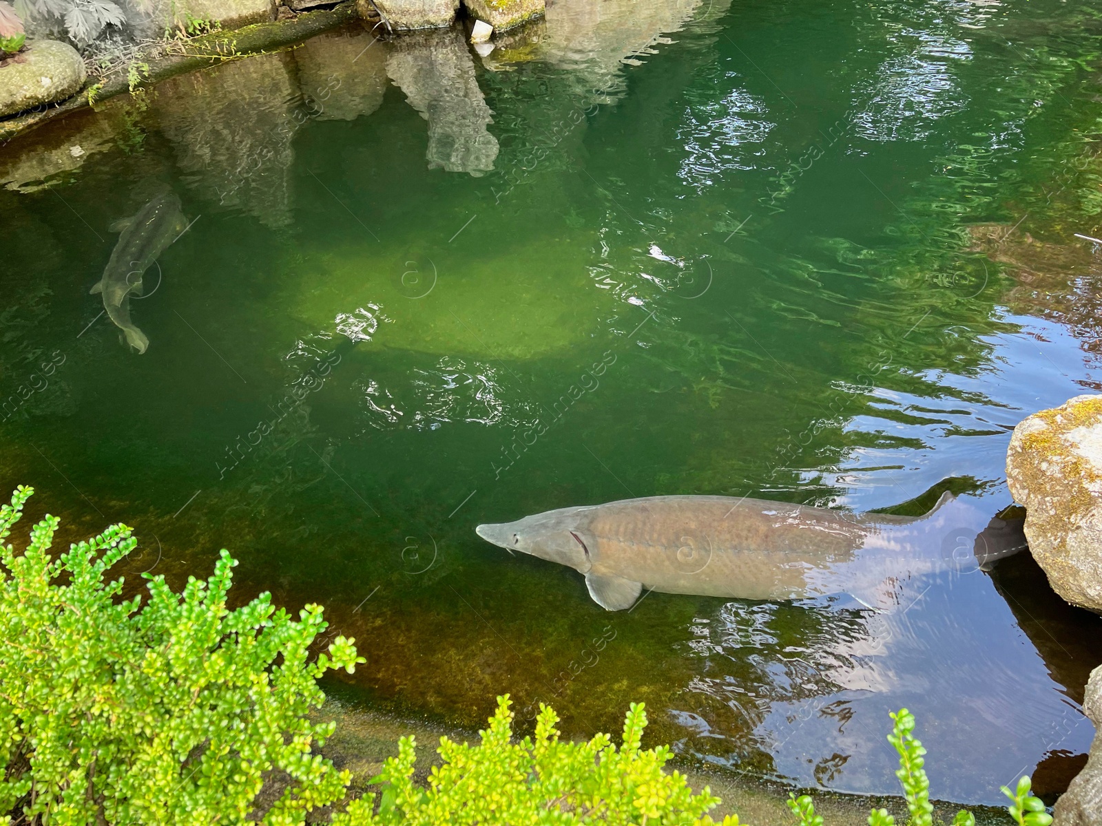 Photo of Beautiful sturgeon fishes swimming in zoological park