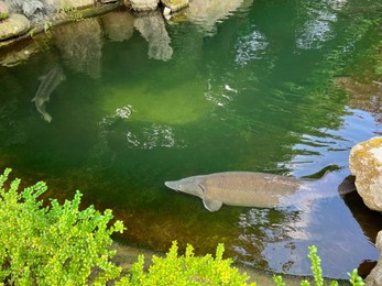 Beautiful sturgeon fishes swimming in zoological park