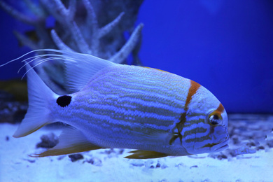 Photo of Beautiful angelfish swimming in clear toned blue aquarium