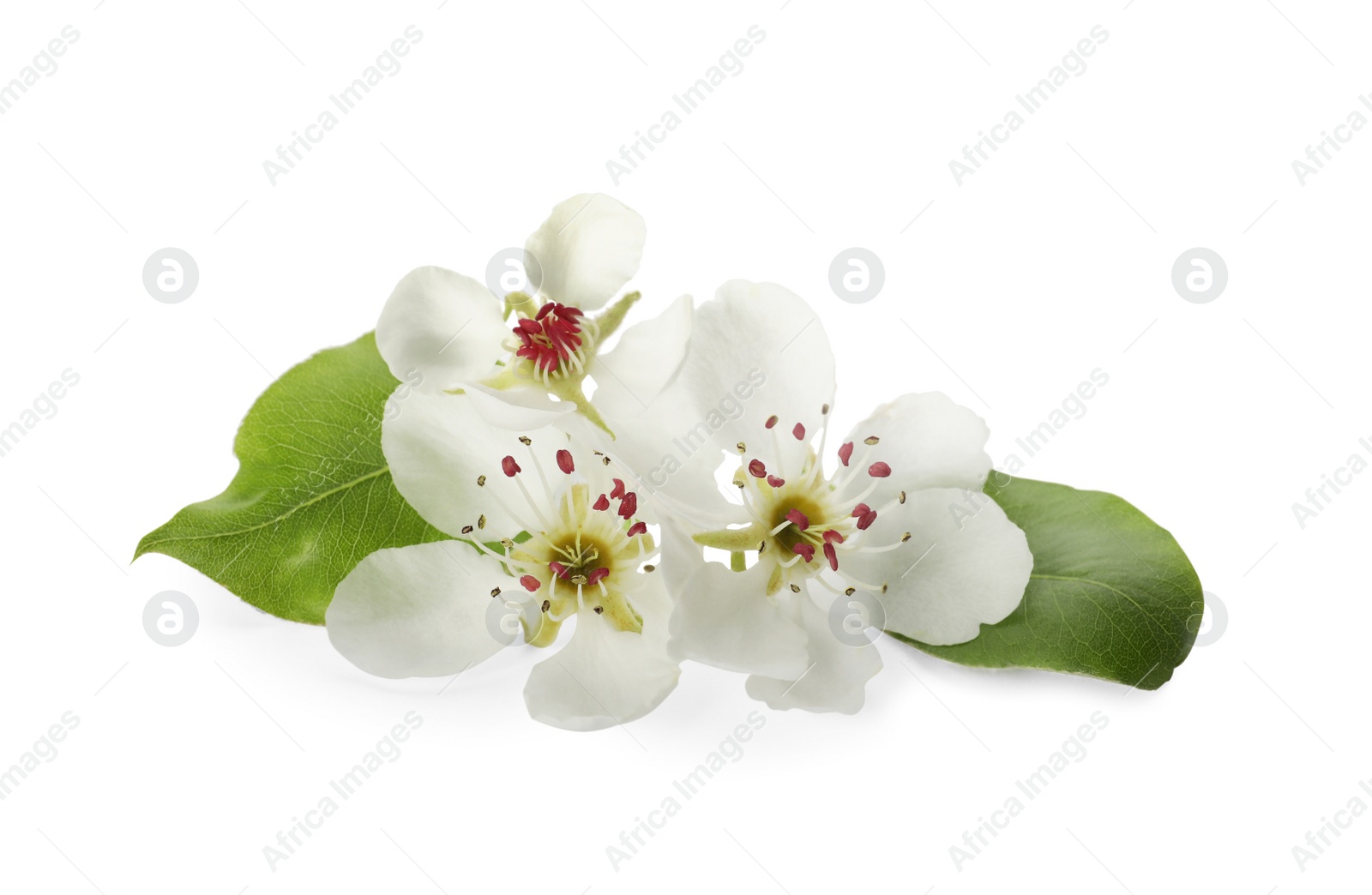 Photo of Beautiful flowers with leaves of blossoming pear tree on white background