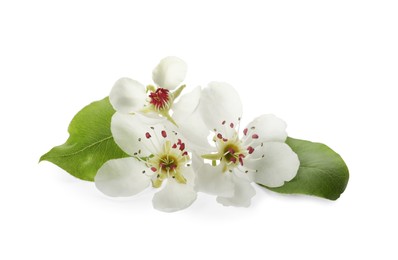 Beautiful flowers with leaves of blossoming pear tree on white background