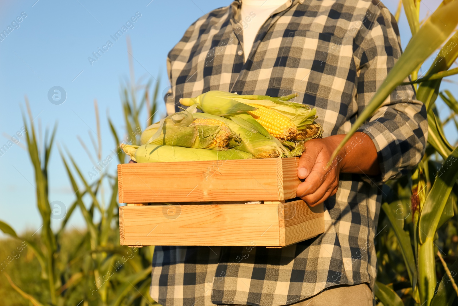 Photo of Man with crate of ripe corn cobs in field, closeup