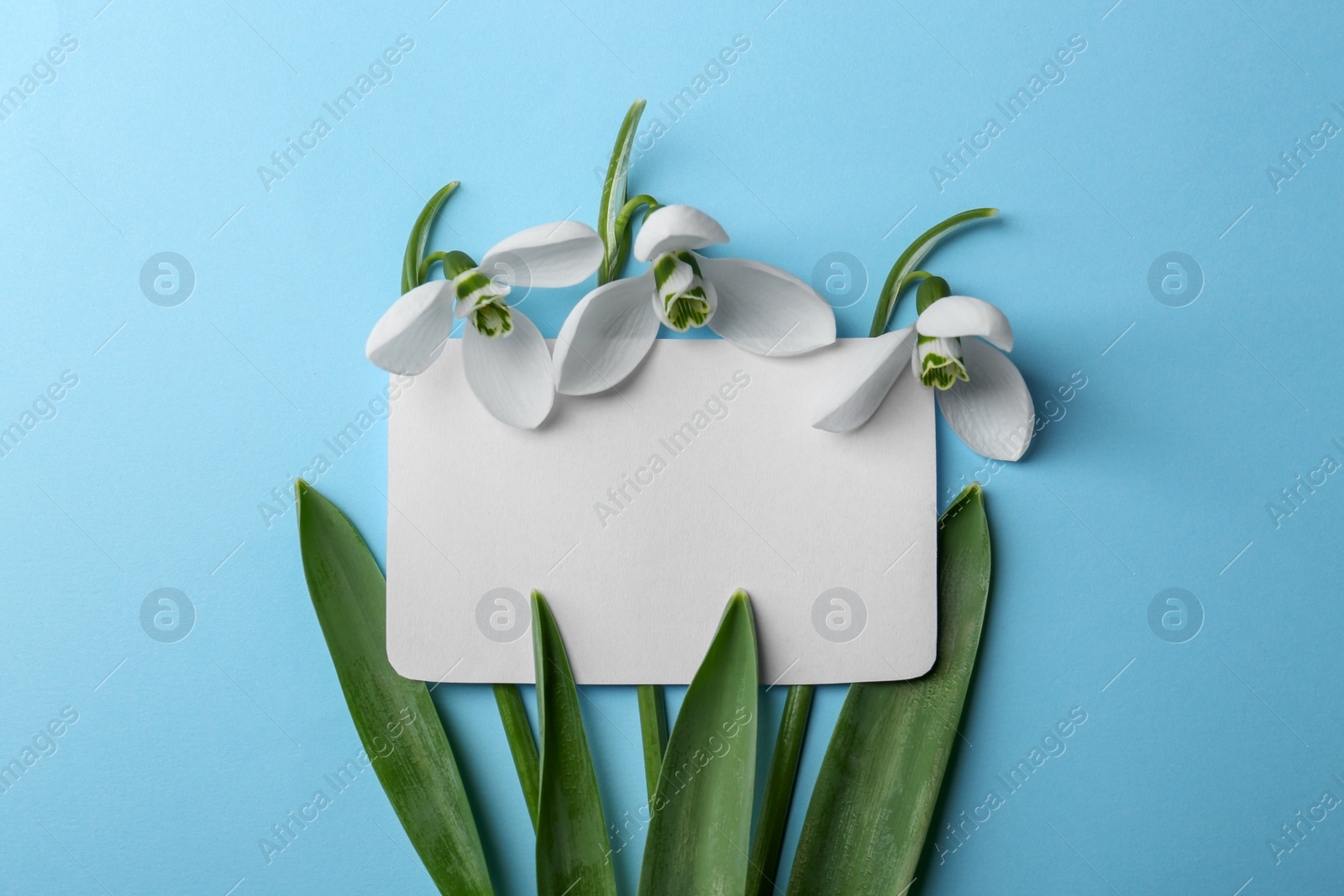 Photo of Beautiful snowdrops and paper card on light blue background, flat lay. Space for text