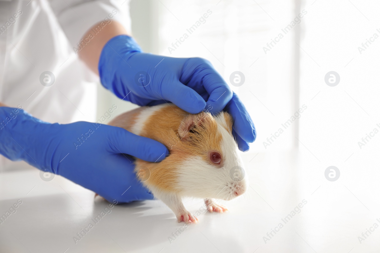 Photo of Female veterinarian examining guinea pig in clinic, closeup