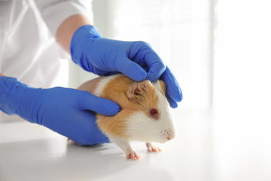 Photo of Female veterinarian examining guinea pig in clinic, closeup