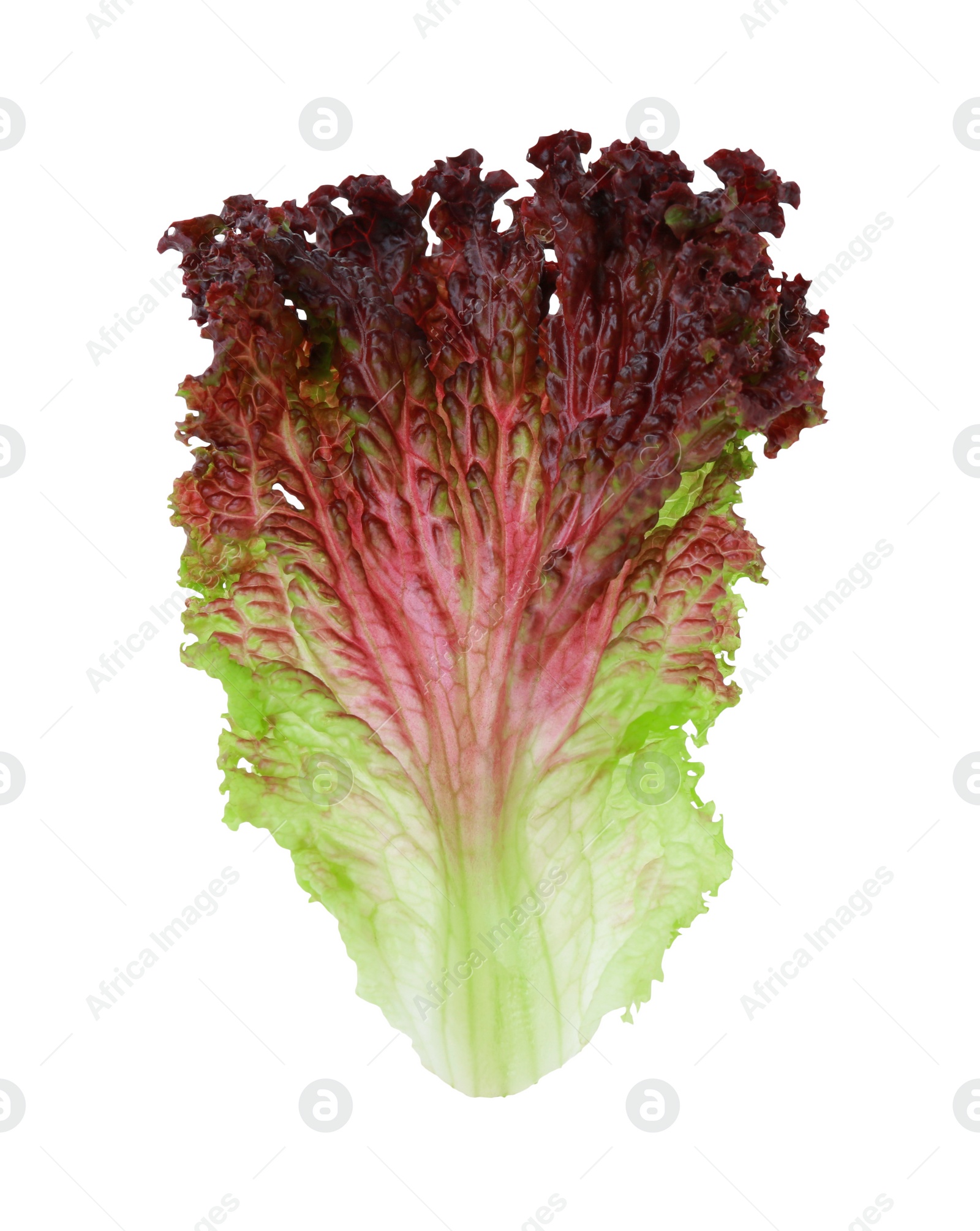 Photo of Leaf of fresh red coral lettuce isolated on white