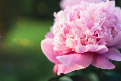 Photo of Beautiful fragrant pink peony flower outdoors, closeup. Space for text