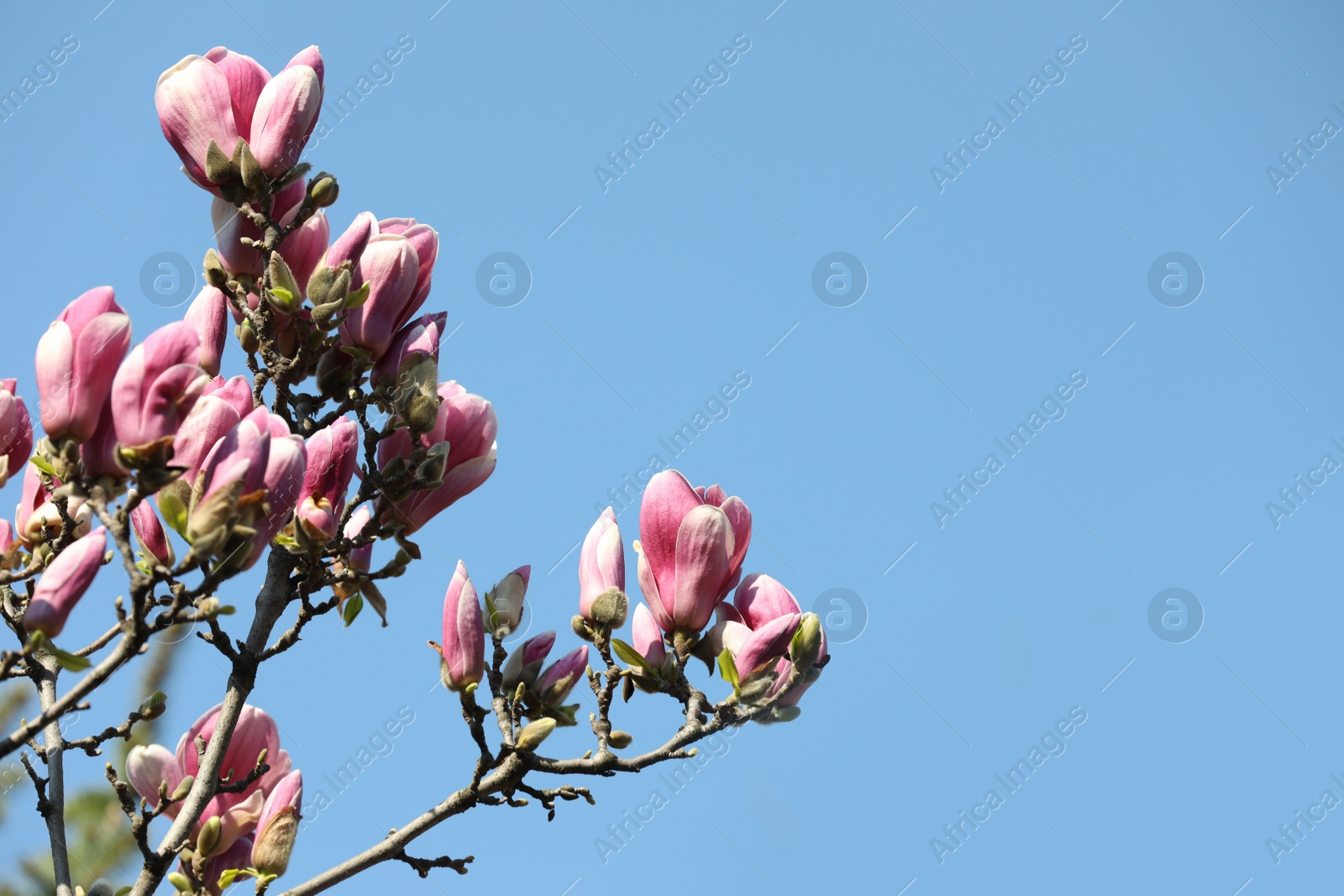 Photo of Beautiful blooming Magnolia tree on sunny day outdoors