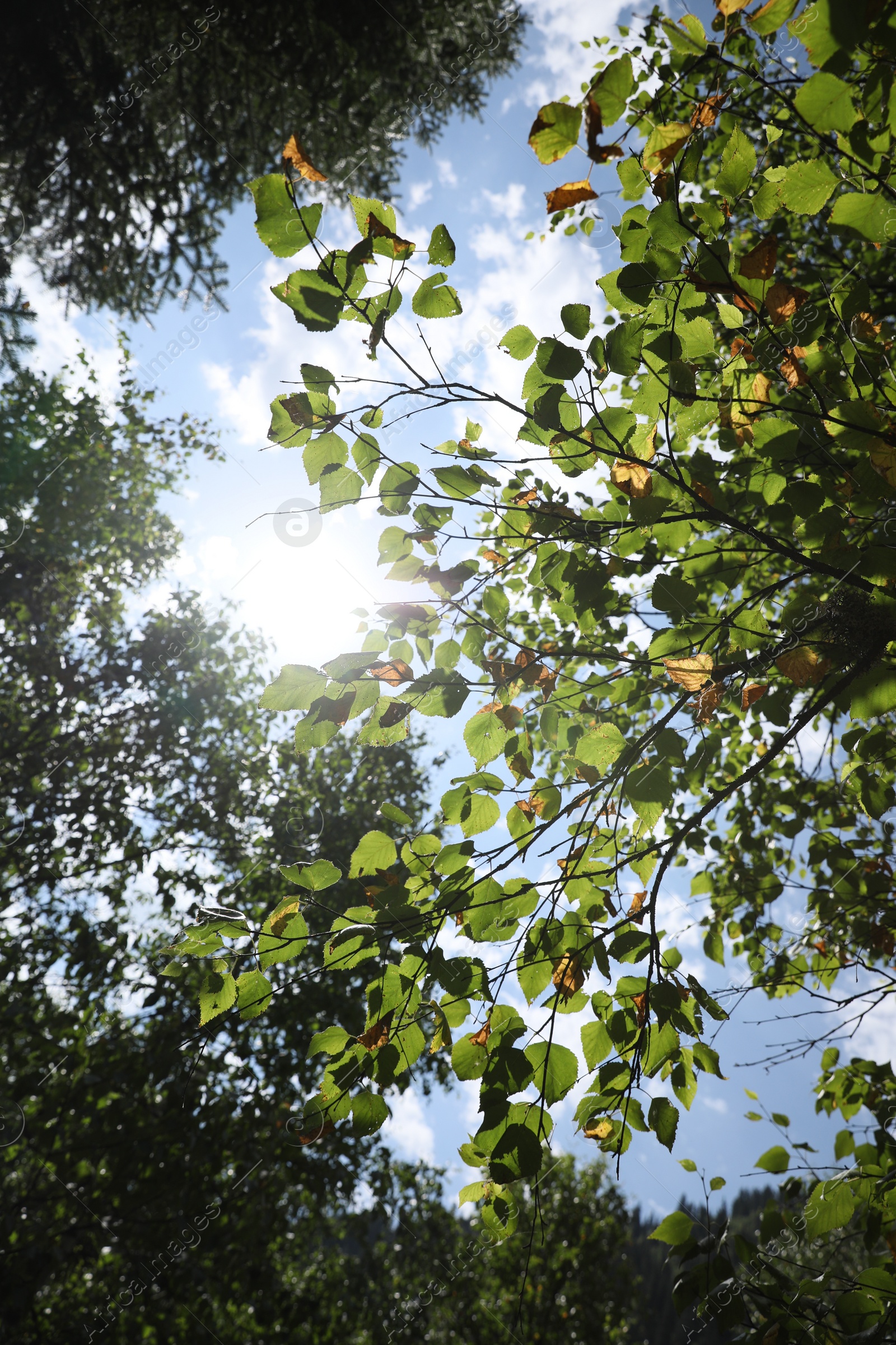 Photo of Beautiful trees growing under cloudy sky, bottom view