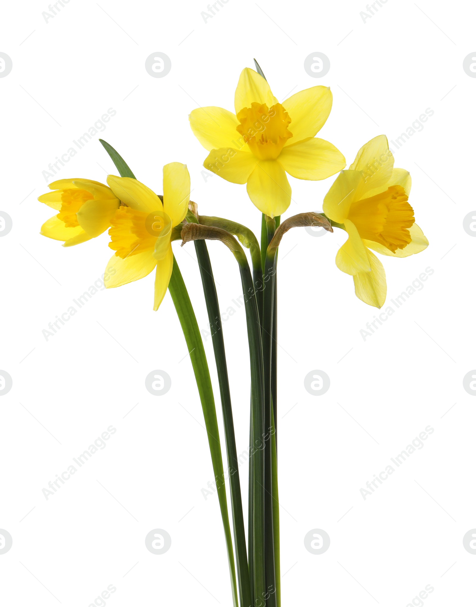 Photo of Beautiful blooming yellow daffodils on white background