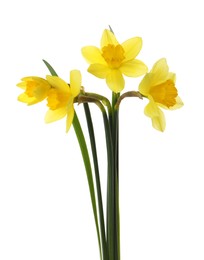 Beautiful blooming yellow daffodils on white background