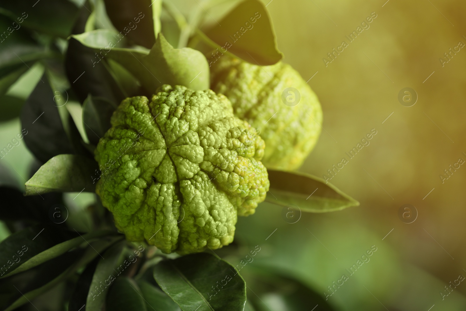 Photo of Closeup view of bergamot tree with fruits outdoors