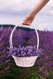 Photo of Woman holding wicker basket with lavender in field, closeup