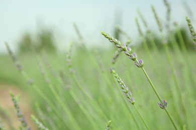 Beautiful lavender growing in field, closeup. Space for text