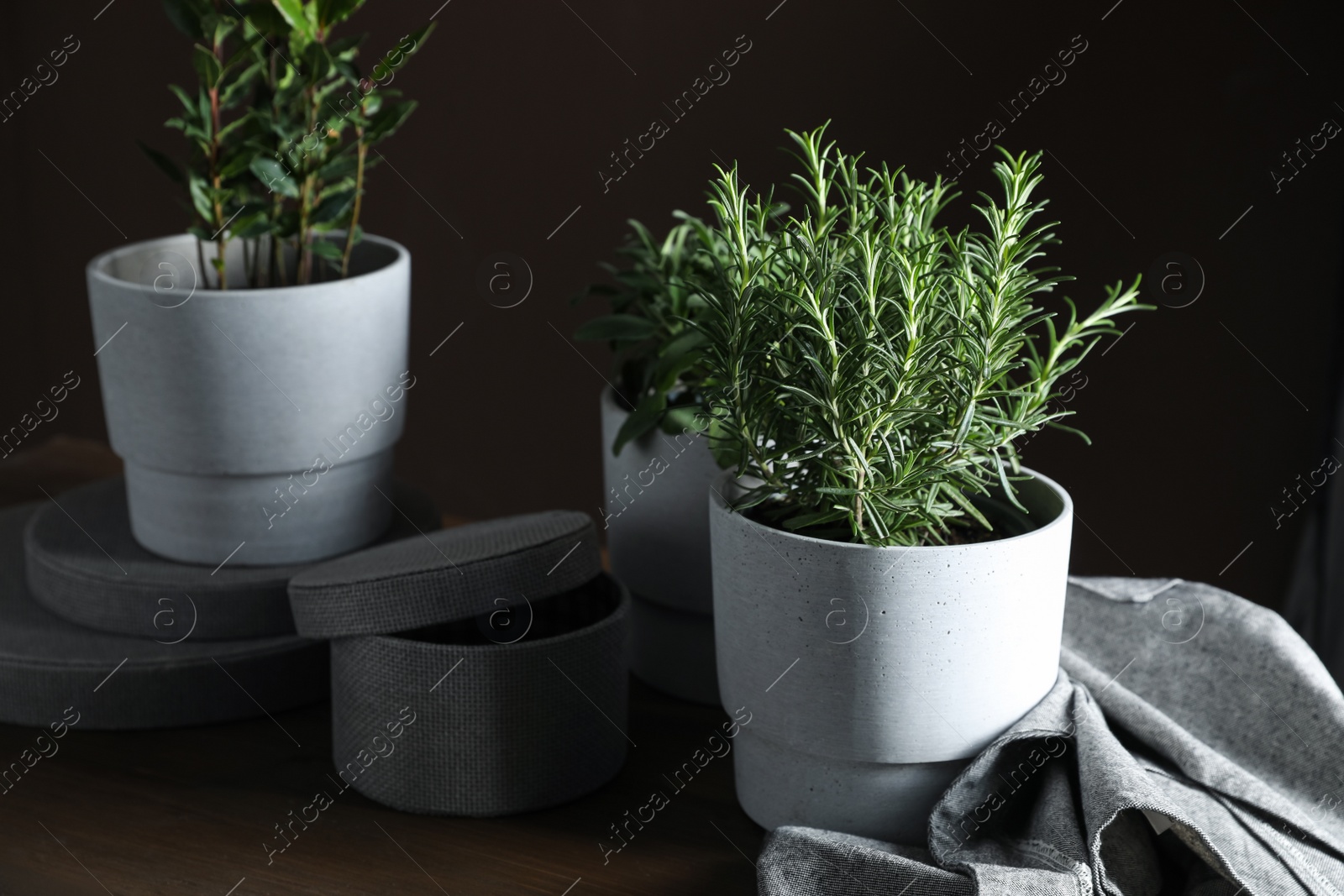 Photo of Different aromatic potted herbs on wooden table