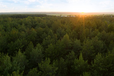 Beautiful aerial view of conifer forest at sunset