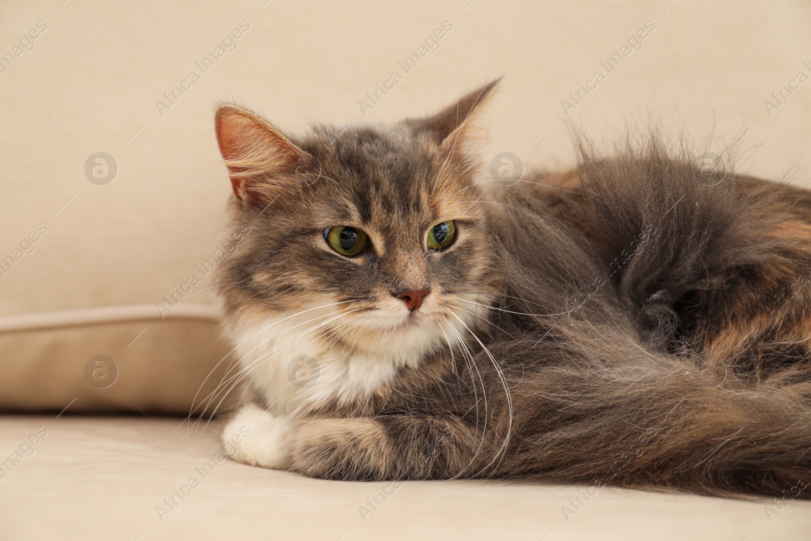 Photo of Cute fluffy cat on sofa at home. Domestic pet