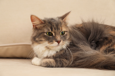 Photo of Cute fluffy cat on sofa at home. Domestic pet