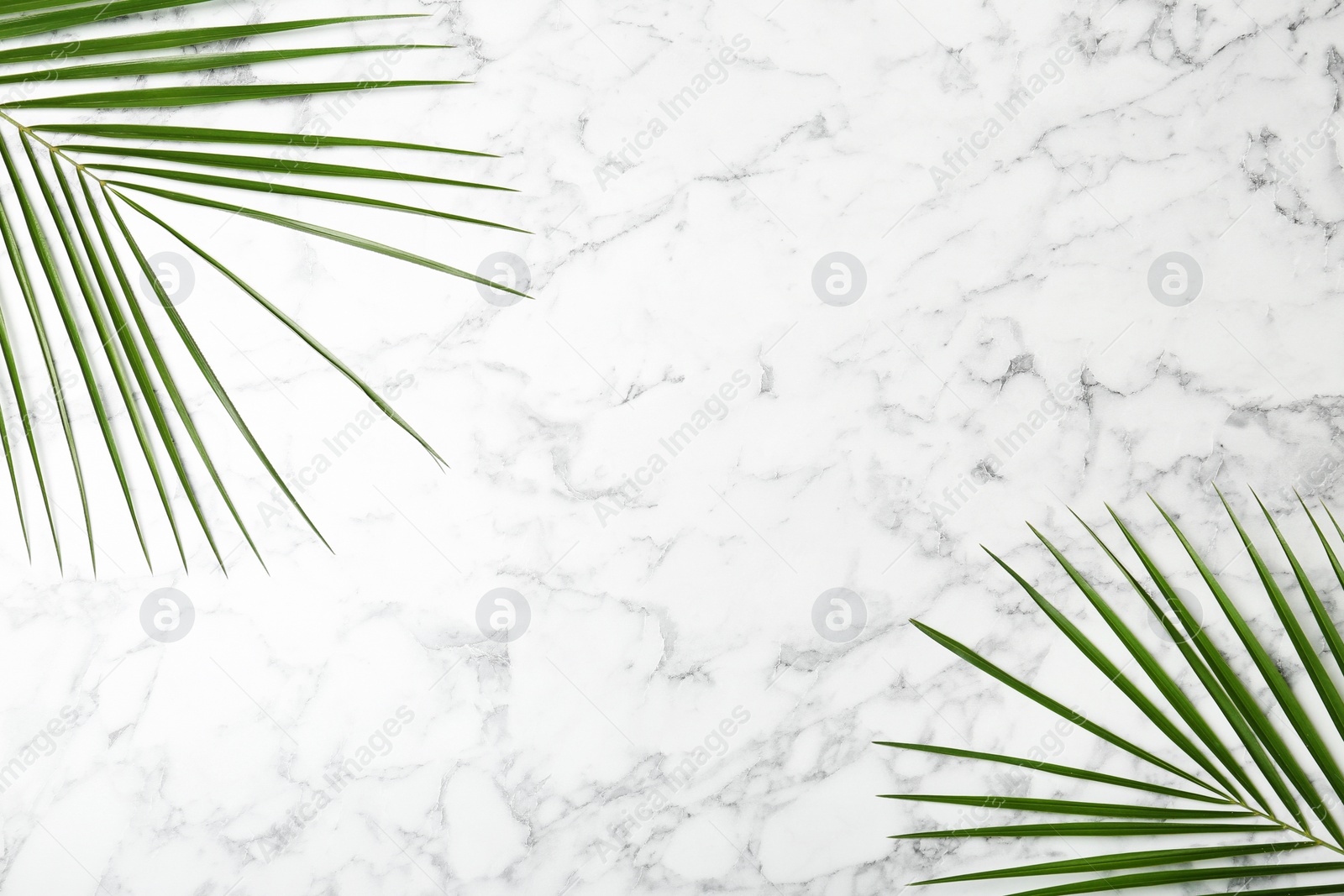 Photo of Fresh tropical date palm leaves on marble background, top view