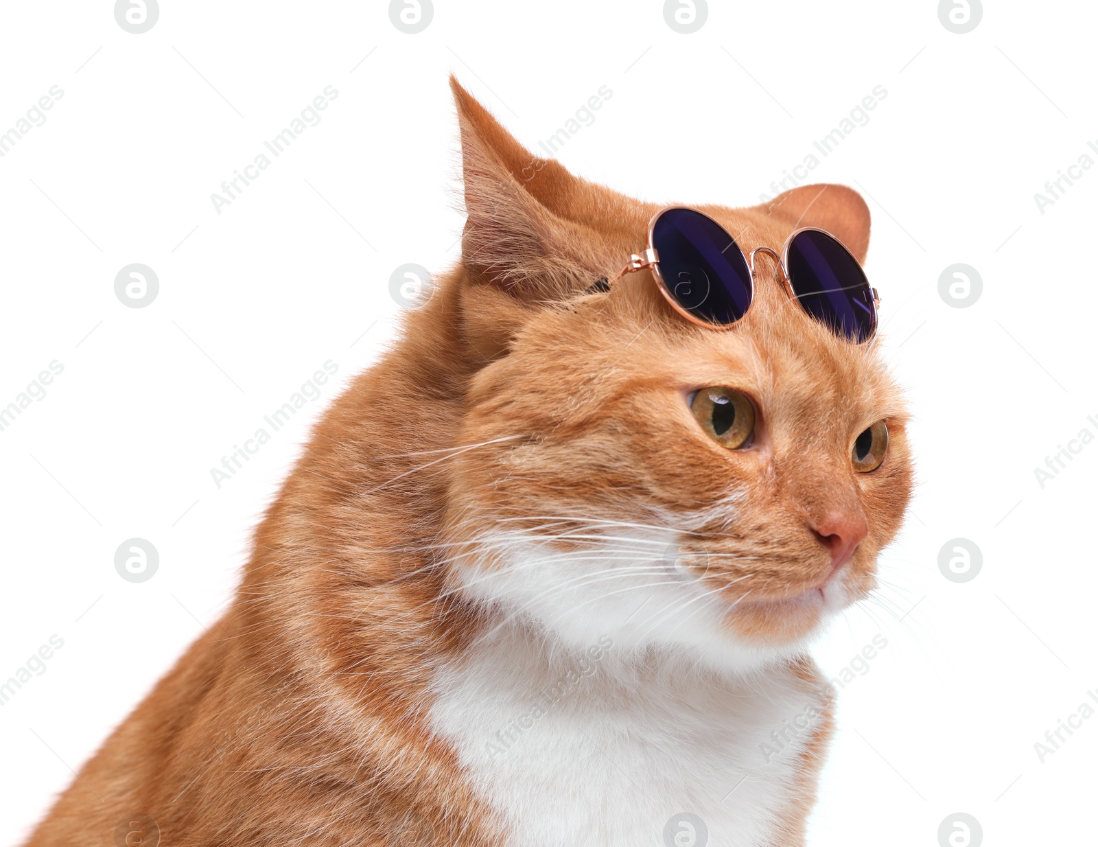 Photo of Cute ginger cat with stylish sunglasses on white background