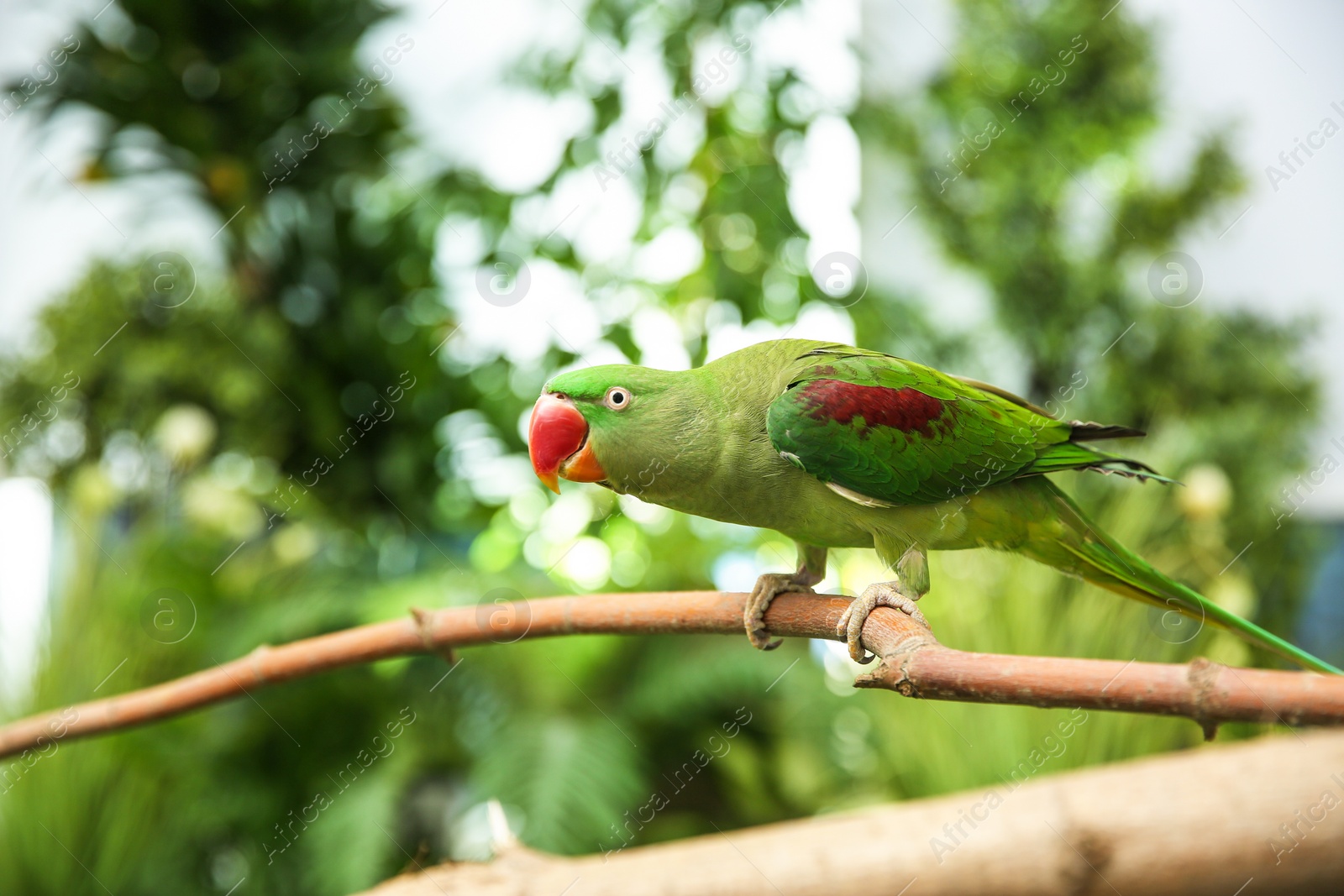 Photo of Beautiful Alexandrine Parakeet on tree branch outdoors