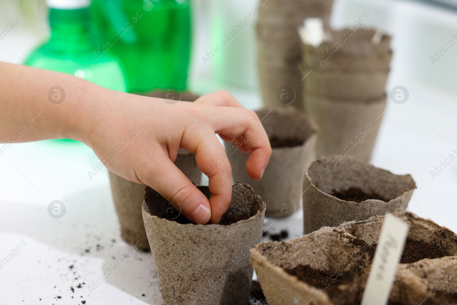 Photo of Little girl planting vegetable seeds into peat pots with soil at white table, closeup