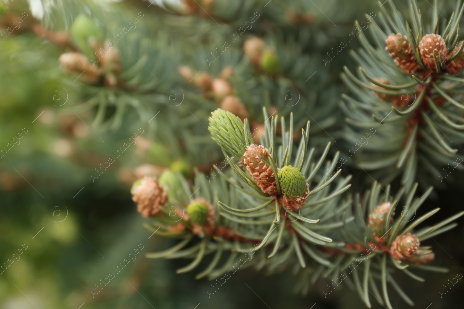 Photo of Beautiful branches of coniferous tree, closeup view