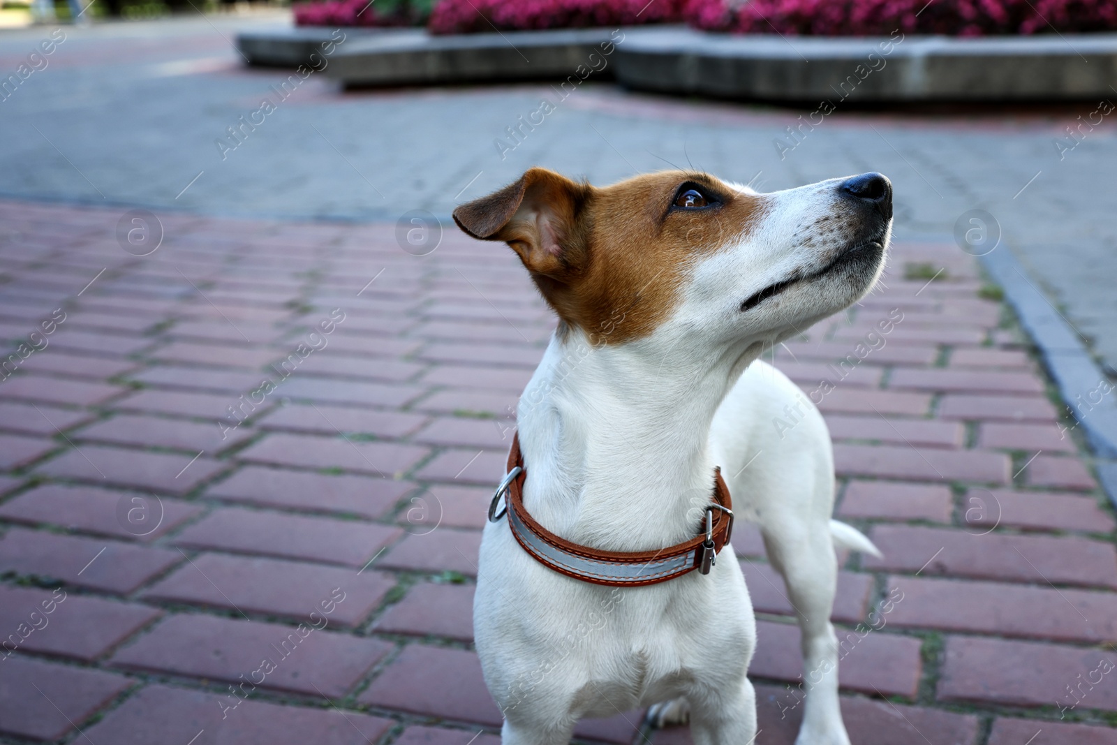 Photo of Beautiful Jack Russell Terrier in brown leather dog collar on city street. Space for text