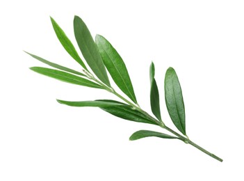 Photo of Olive twig with fresh green leaves on white background