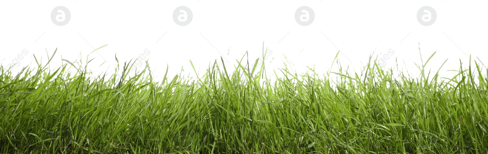 Photo of Beautiful lush green grass on white background