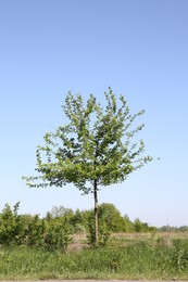 Beautiful tree growing outdoors on sunny day