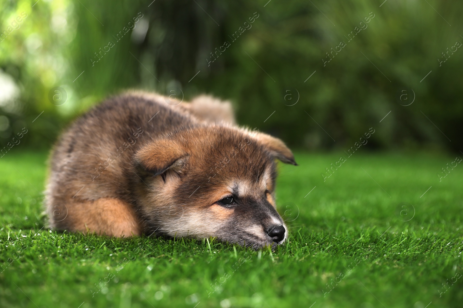 Photo of Adorable Akita Inu puppy on green grass outdoors