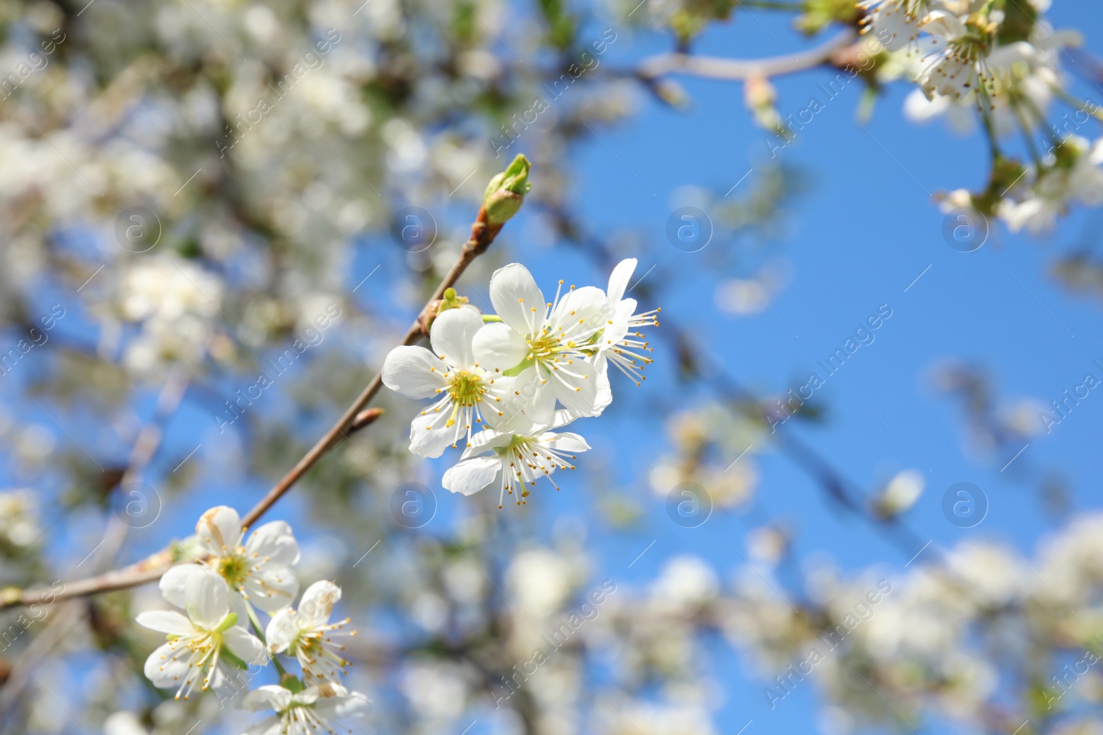 Photo of Closeup view of blooming spring tree on sunny day