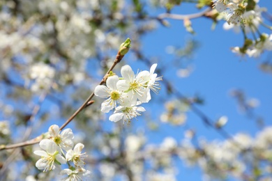 Photo of Closeup view of blooming spring tree on sunny day