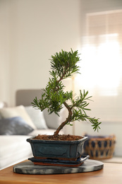 Photo of Japanese bonsai plant on table in living room. Creating zen atmosphere at home