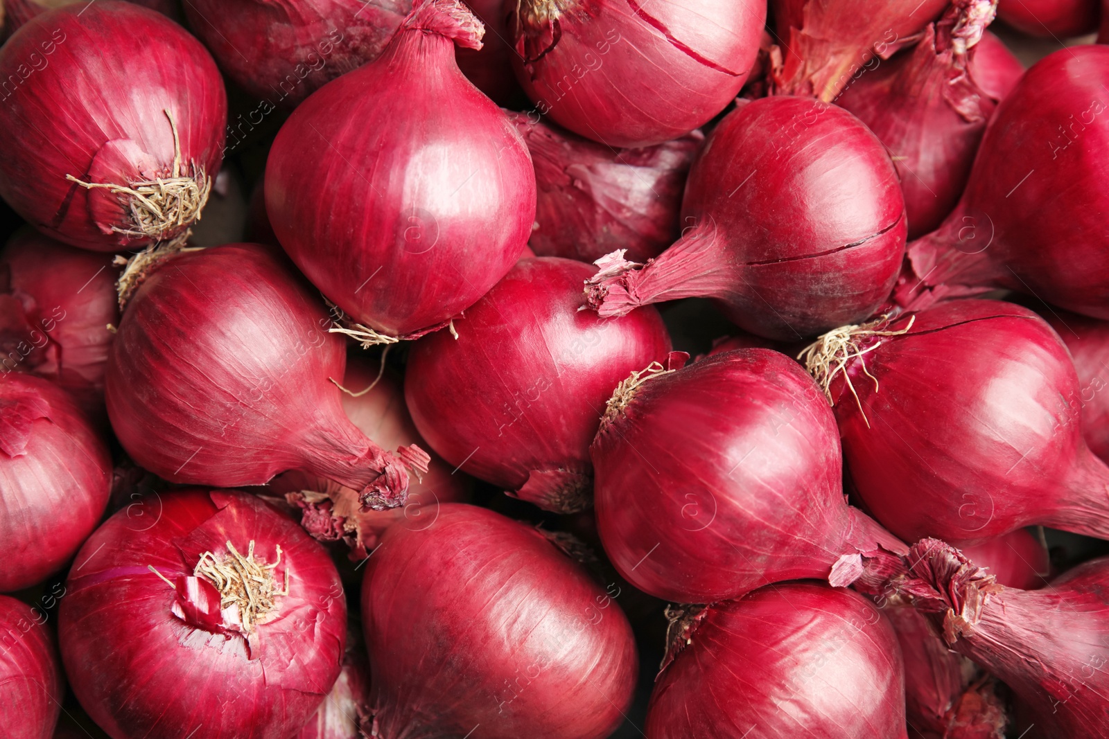 Photo of Ripe red onions as background