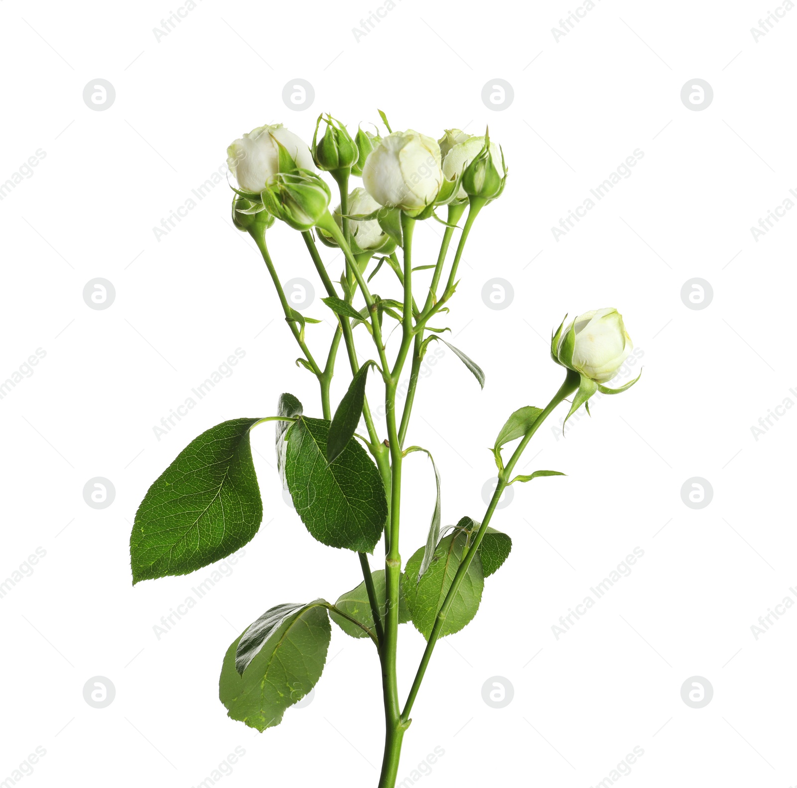 Photo of Branch with beautiful rose buds on white background