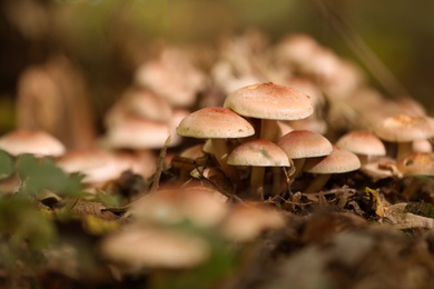 Photo of Beautiful small mushrooms growing in forest, closeup