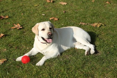 Photo of Yellow Labrador with ball lying on green grass outdoors