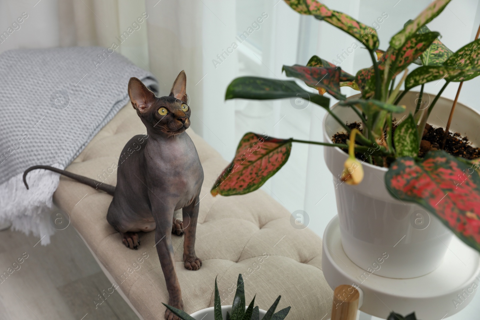 Photo of Curious sphynx cat near houseplants at home