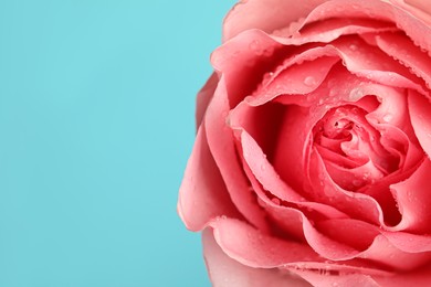 Photo of Beautiful fresh rose flower with water drops on turquoise background, closeup. Space for text