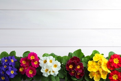 Photo of Beautiful primula (primrose) plants with colorful flowers on white wooden table, flat lay and space for text. Spring blossom