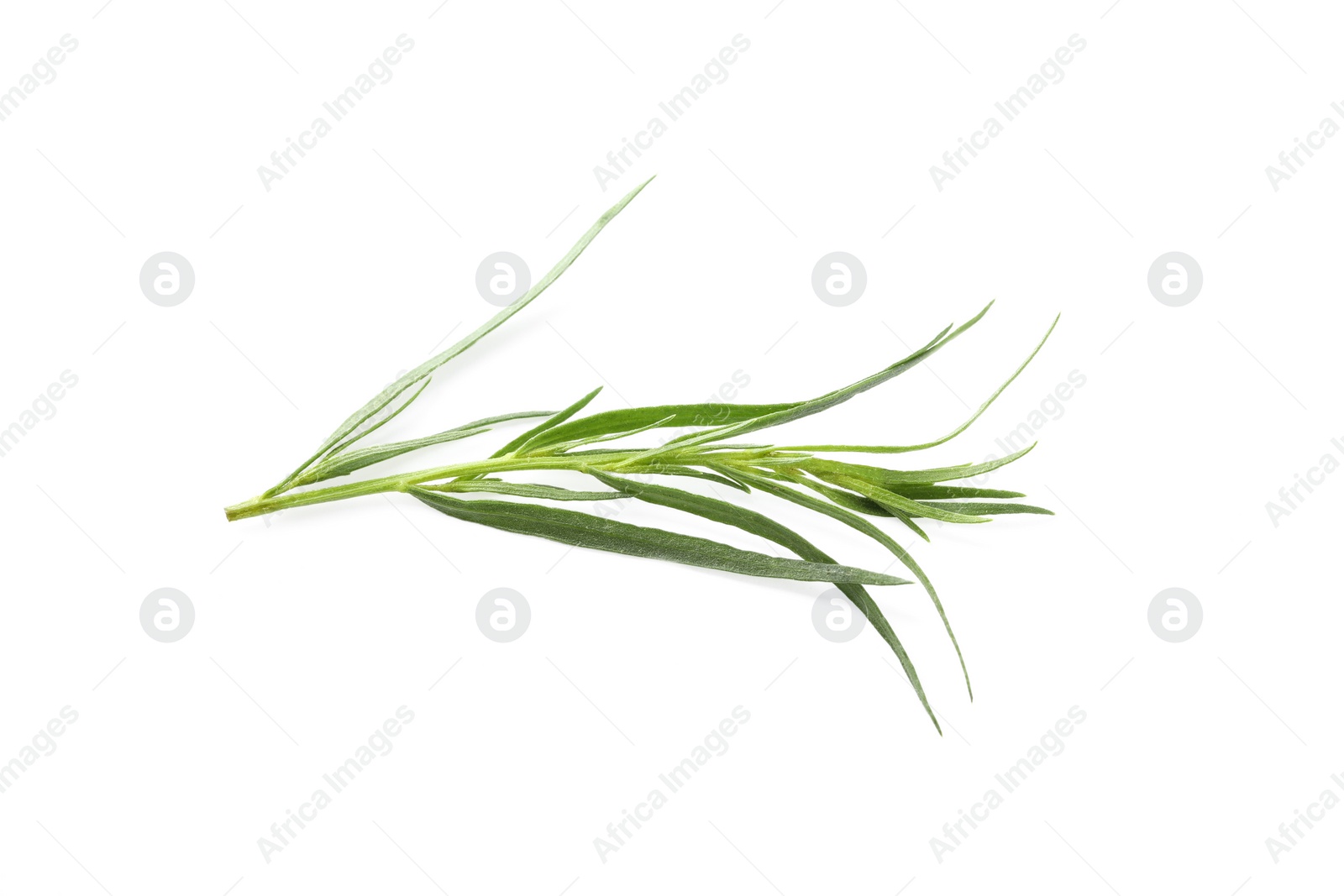 Photo of One sprig of fresh tarragon on white background