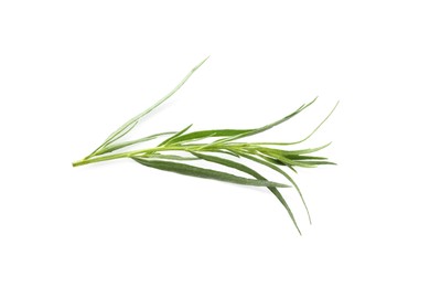 Photo of One sprig of fresh tarragon on white background