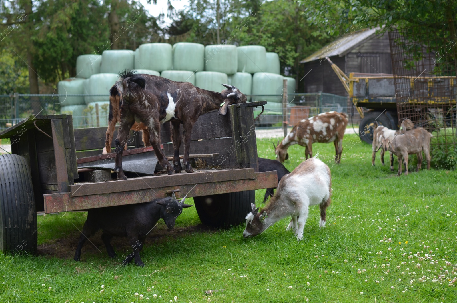 Photo of Many different goats grazing on green grass