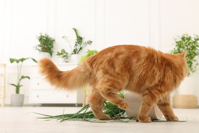 Cute cat near overturned houseplant at home