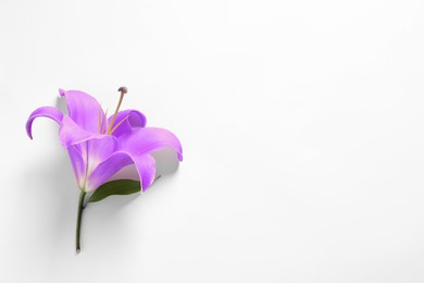 Image of Violet lily flower on white background, top view. Funeral attributes