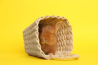 Adorable fluffy bunny in wicker basket on yellow background. Easter symbol